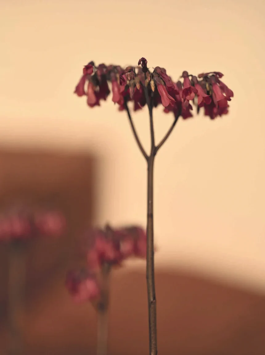 Julia Bergshoeff covers Madame Figaro February 28th, 2025 by Cedric Bihr