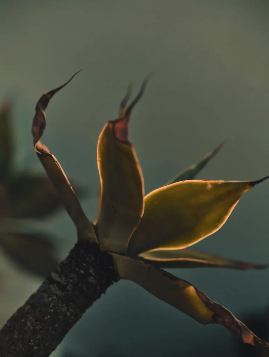 Julia Bergshoeff covers Madame Figaro February 28th, 2025 by Cedric Bihr